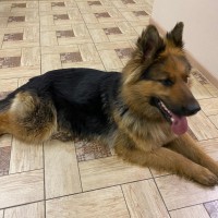 Найдена собака, порода немецкая овчарка, окрас коричнево-черный