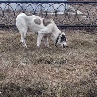 Найден пёс, порода алабай, окрас белый с пятнами