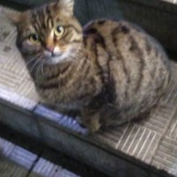 Найдена кошка, окрас черно-серый, полосатый