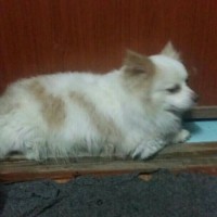 Найдена собака, окрас белый с рыжими пятнами