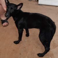 Найдена собака, окрас черный, белая грудка