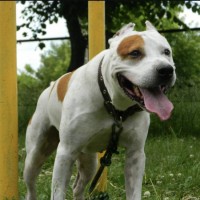 Потерялась собака Кемерово (район Лесной поляны)