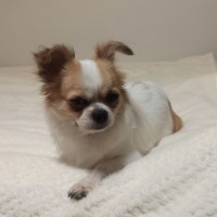 Найден чихуахуа