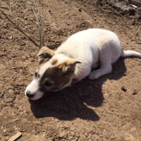 Найден щенок, собака, окрас белый с коричневыми пятнами на голове