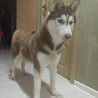 Найдена собака, порода хаски, окрас коричнево-белый