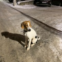Найдена собака, окрас белый с коричневой мордой и черными пятнами
