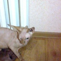 Найден кот, порода сфинкс окрас персиковый