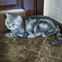 Пропал кот, порода шотландская, окрас серый
