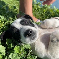 Пропала наша любимая собака