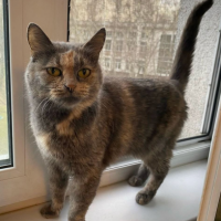 Отдам в добрые руки:  кошка белкакошечка