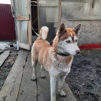 Найдена собака, порода хаски, окрас рыже-белый