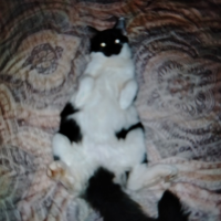 Потеряно:  кот кот