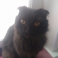 Найдена кошка, окрас черный, вислоухая