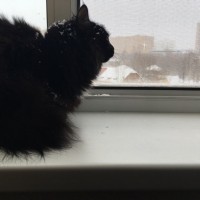 Пропал кот, окрас черный, пушистая