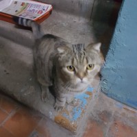 Найден кот, порода шотландская, окрас серый, полосатый