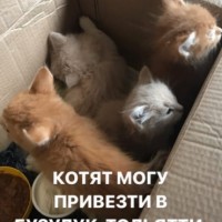 В добрые руки, котята