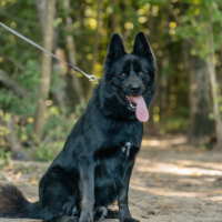 Отдам в добрые руки:  песблейд