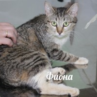 В добрые руки, кошка и котята, окрас смешанный