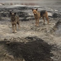 Найдены собаки