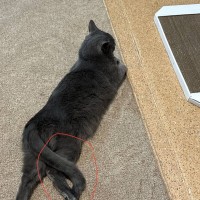 ПОТЕРЯЛСЯ СЕРЫЙ КОТ ДЫМ ЦЕНТРАЛЬНЫЙ РАЙОН