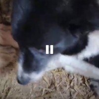 Найдена собака, окрас черно-белый