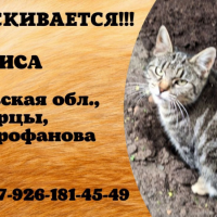 Потеряно:  кошка кошка кошка