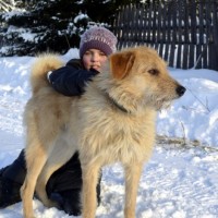 В добрые руки, пёс, окрас рыжий