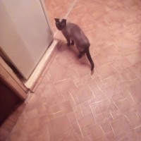 Пропала кошка, порода сиамская, окрас черно-серый