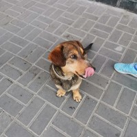 Найдена собака, окрас рыже-серый