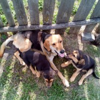 Найдена собака с щенками, порода русская гончая, окрас черно-рыжий