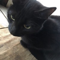 Найдена кошка, окрас черный