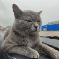 🆘ПОМОГИТЕ В ПОИСКЕ ЛЮБИМЦА