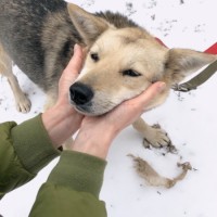 В добрые руки, собака, окрас трехцветный