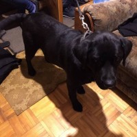 Найдена собака, порода лабрадор, окрас черный
