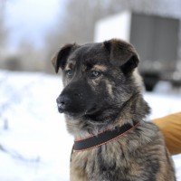 В добрые руки, собака, окрас коричнево-черный