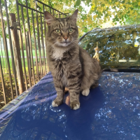 Потеряно:  кот кот