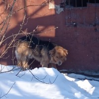 Найдена собака в ошейнике в районе каскада
