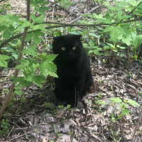 Найдено:  кот котик