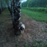 Найдена собака, породы помесь кавказа с алабаем, окрас бело-серый