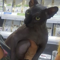 Найден кот, порода сфинкс, окрас серый