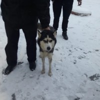 Найдена собака, порода хаски, окрас черно-коричневый