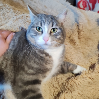 Отдам в добрые руки:  кот