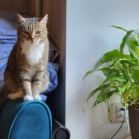 Потеряно:  кошка