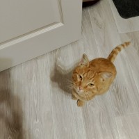 Найден не кострированный рыжий кот