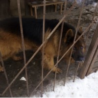 Найдена собака, порода немецкая овчарка
