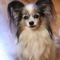 потерялся папийон