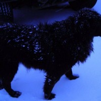 Найдена собака, окрас темный, пушистый