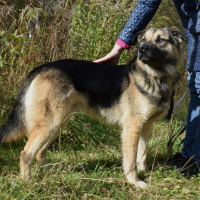 Отдам в добрые руки:  песик