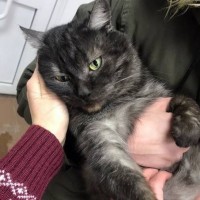 Найден кот, окрас черно-серый