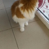 Найден кот\кошка, окрас рыже-белый